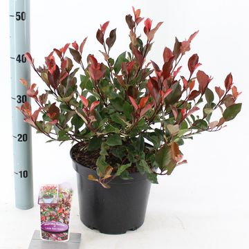 Photinia x fraseri 'Little Red Robin'