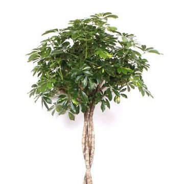 Schefflera arboricola 'Gold Capella'