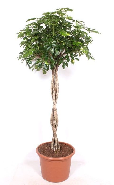Schefflera arboricola 'Gold Capella'