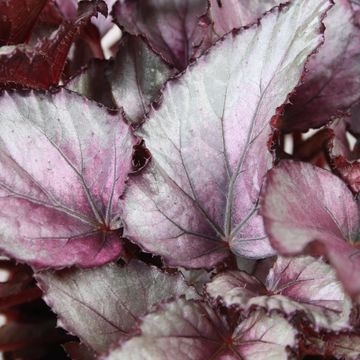 Begonia BELEAF MAORI HAZE