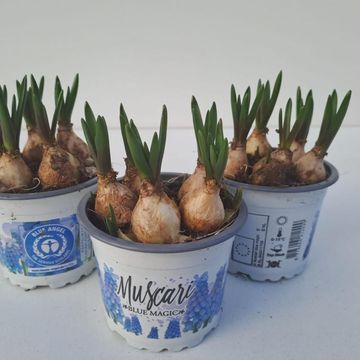 Muscari 'Blue Magic'