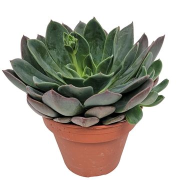 Echeveria BLUE PRINCE