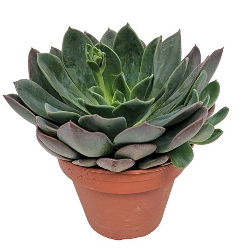 Echeveria BLUE PRINCE