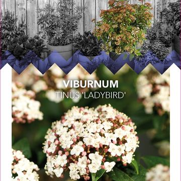 Viburnum tinus 'Ladybird'