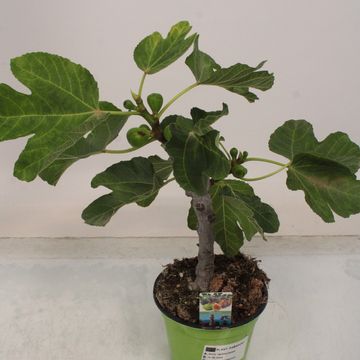 Ficus carica