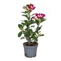 Adenium obesum