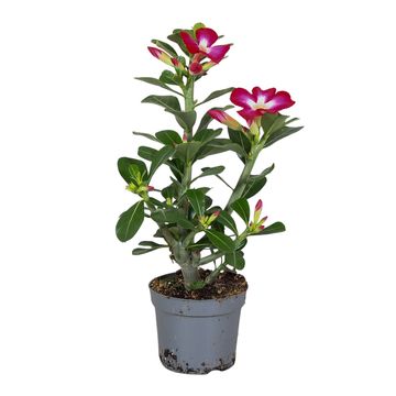 Adenium obesum