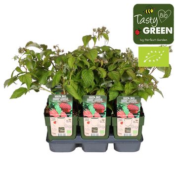 Rubus idaeus 'Autumn Happy'