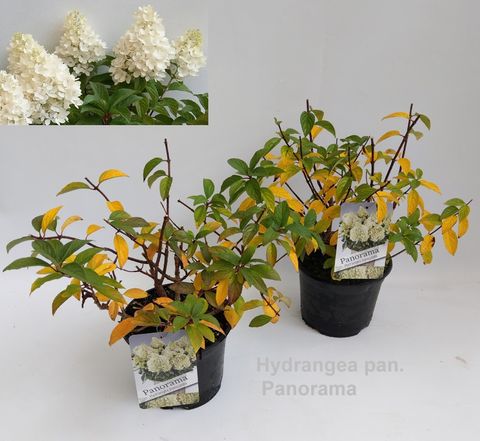 Hydrangea paniculata PANORAMA