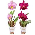 Cattleya MIX