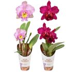 Cattleya MIX