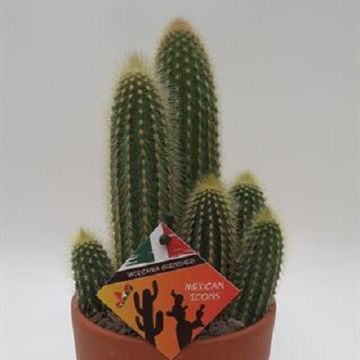 Vatricania guentheri