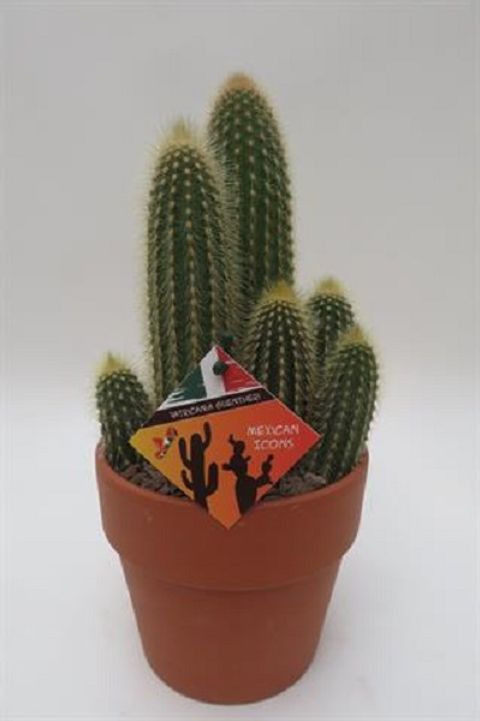 Vatricania guentheri