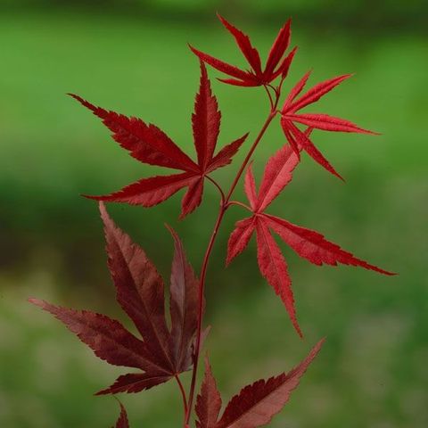 Acer palmatum 'Bloodgood'