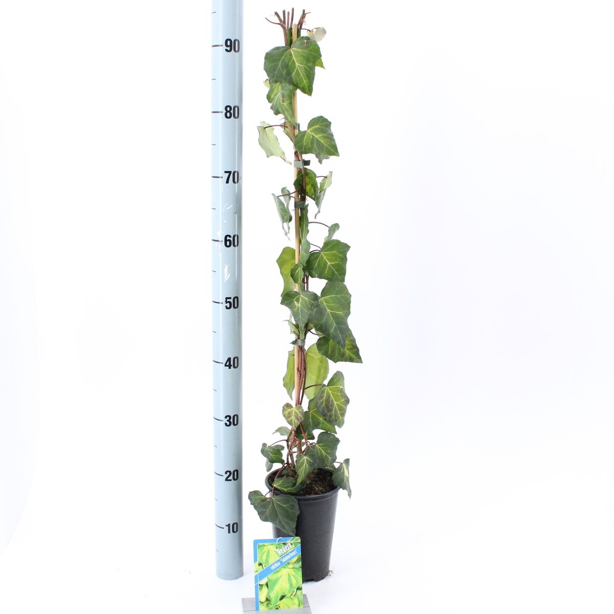 Hedera colchica 'Sulphur Heart'  Plant Wholesale FlorAccess