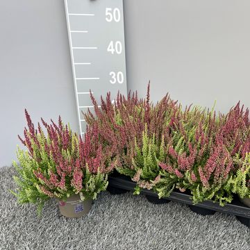 Calluna vulgaris GARDEN GIRLS MIX IN POT TWIN
