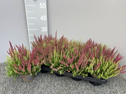 Calluna vulgaris GARDEN GIRLS MIX IN POT TWIN