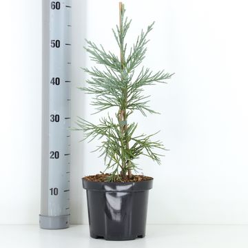 Sequoiadendron giganteum 'Glaucum'