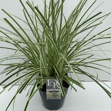 Carex 'Feather Falls'