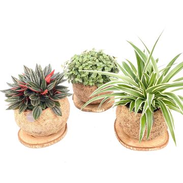 Houseplants MIX