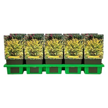 Solidago sphacelata 'Golden Fleece'