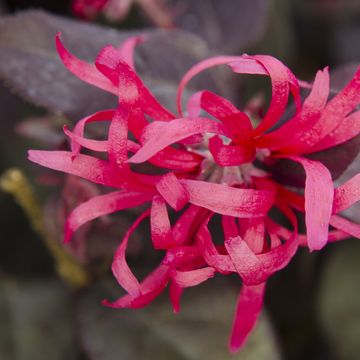 Loropetalum chinense 'Fire Dance'