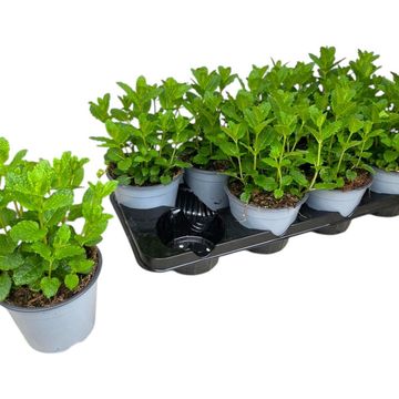 Mentha spicata 'Moroccan'