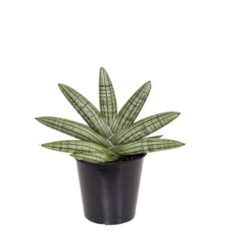 Sansevieria cylindrica 'Inti Glory'