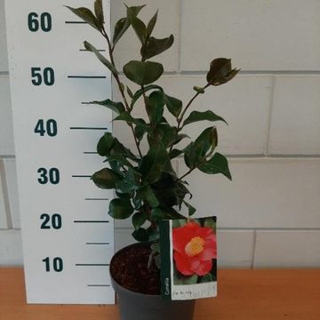 Camellia japonica 'Dr King'