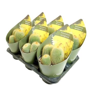 Notocactus leninghausii