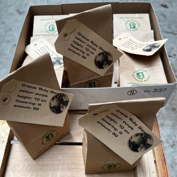 Crocus tommasinianus 'Ruby Giant'