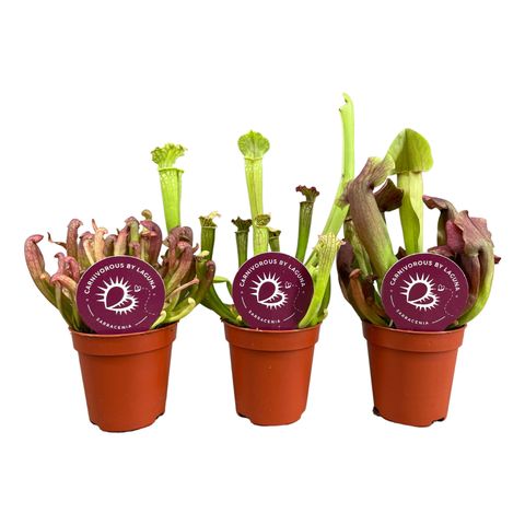 Sarracenia MIX