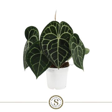 Anthurium clarinervium