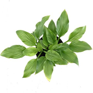 Hosta 'Royal Standard'