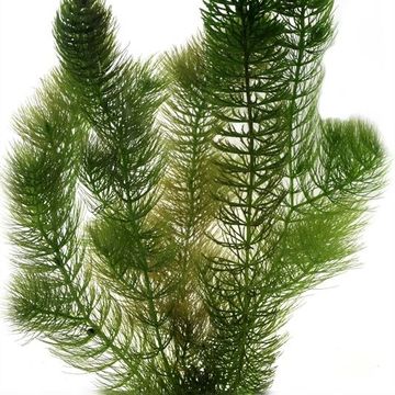 Ceratophyllum demersum