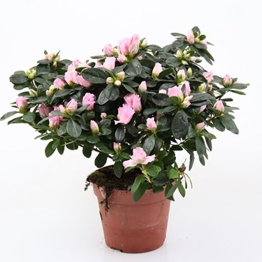 Rhododendron 'Terra Nova'