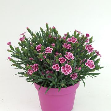 Dianthus PINK KISSES