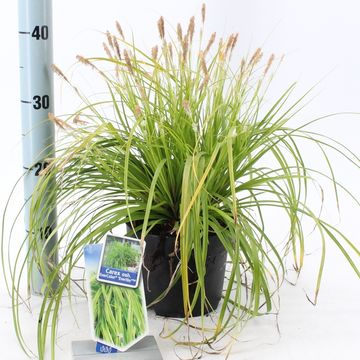 Carex oshimensis EVERCOLOR EVERILLO