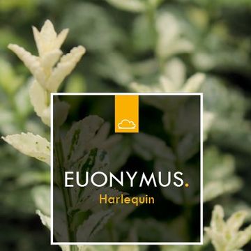 Euonymus fortunei 'Harlequin'