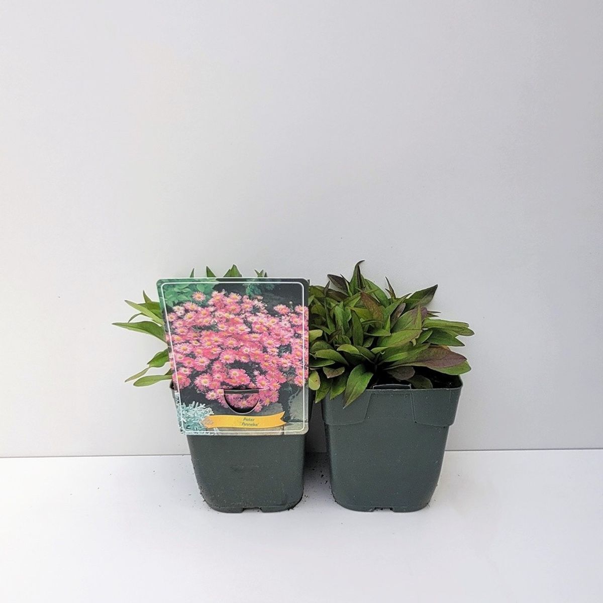 Aster 'Anneke' — Plant Wholesale FlorAccess