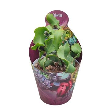 Epiphyllum guatemalense