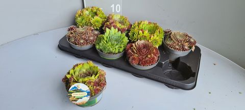 Sempervivum MIX