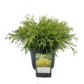 Chamaecyparis pisifera 'Filifera Aurea'