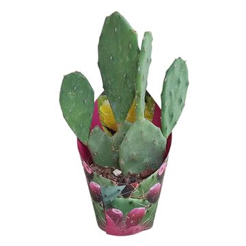 Opuntia humifusa