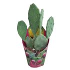 Opuntia humifusa