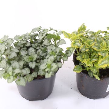 Lamium maculatum MIX