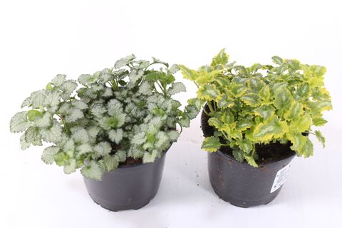 Lamium maculatum MIX