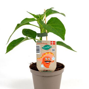 Capsicum annuum 'Santa'