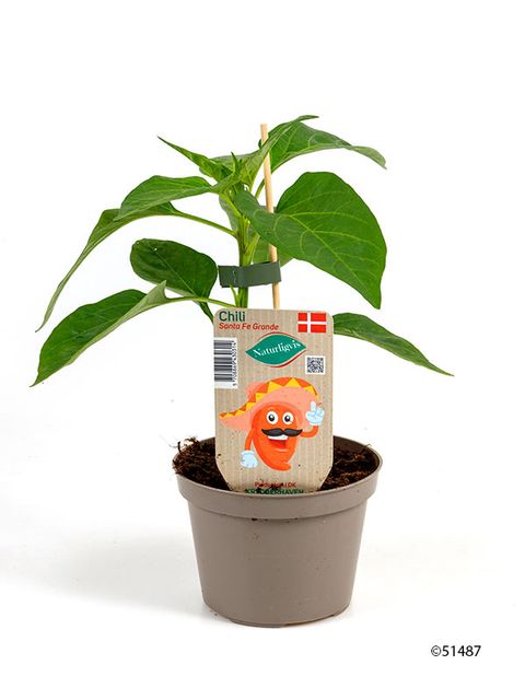 Capsicum annuum 'Santa'