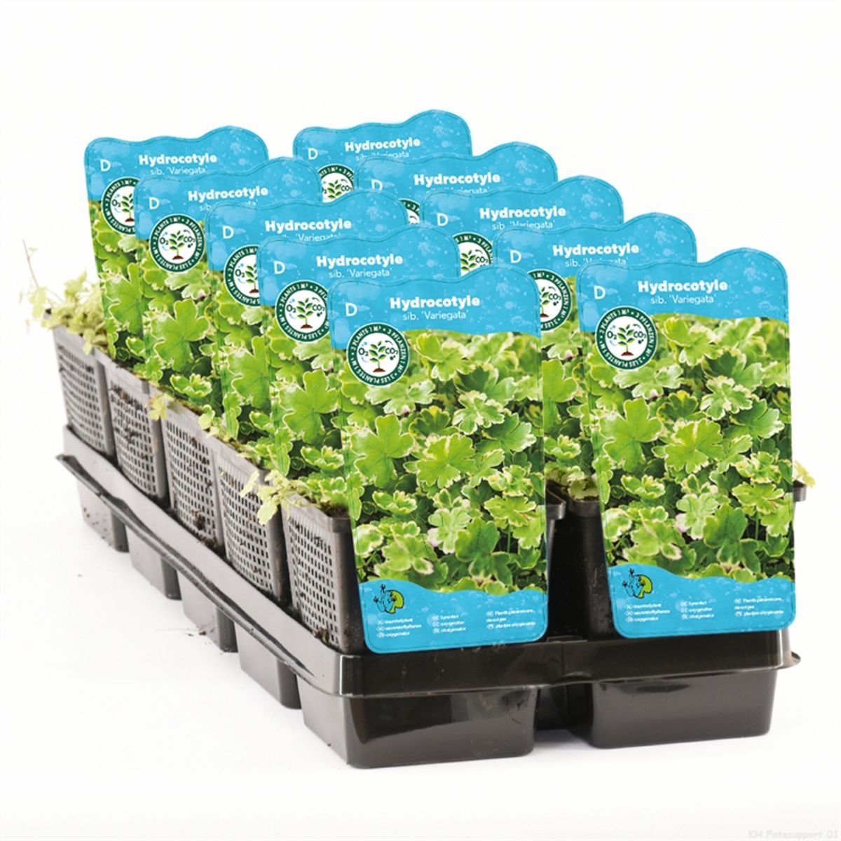 Hydrocotyle sibthorpioides 'Variegata'  Plant Wholesale FlorAccess